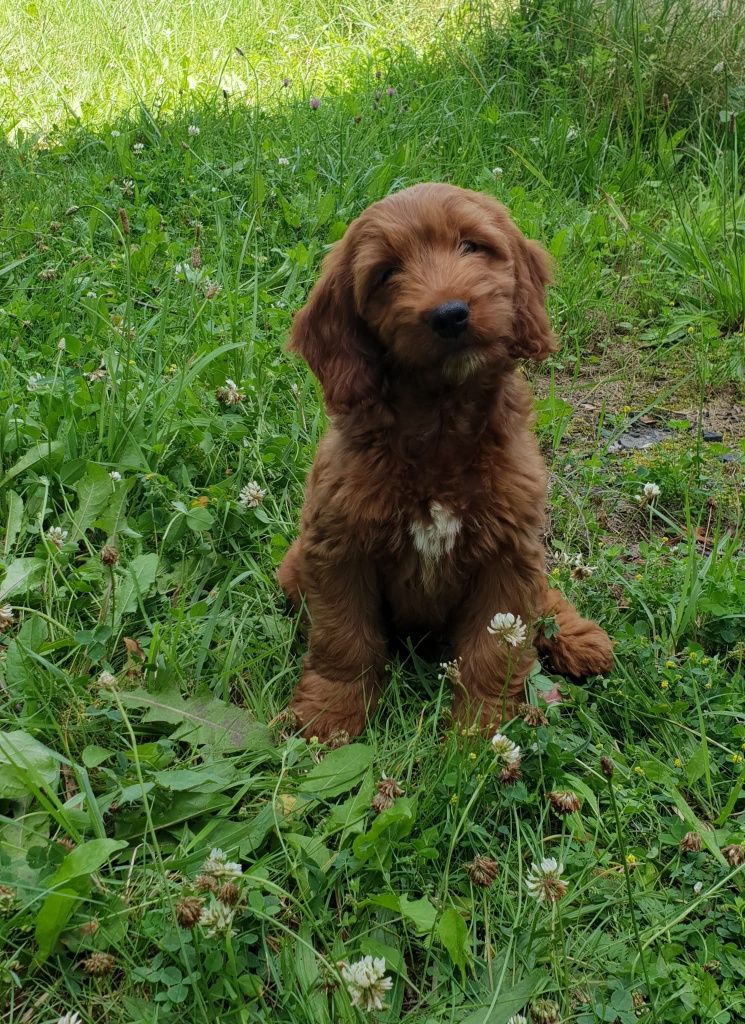 Cockapoo. Suczka Osaka. Cocker Spaniel Angielski/ Pudel miniaturowy