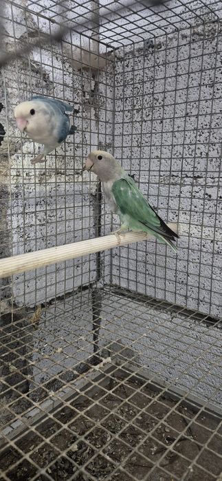 Casal agapornis com gaiola e 3 filhos