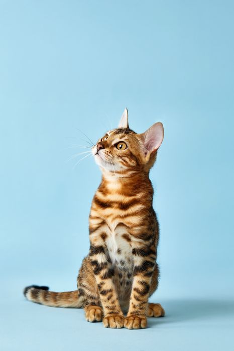 Бенгал, бенгальське кошеня