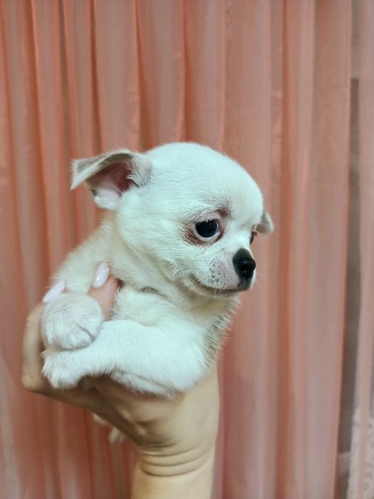 Продаж цуценят Чіхуахуа