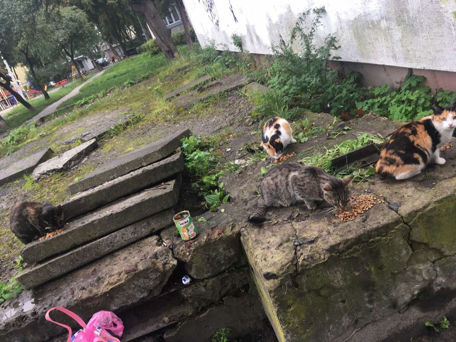 Буду вдячна за допомогу для хвостиків