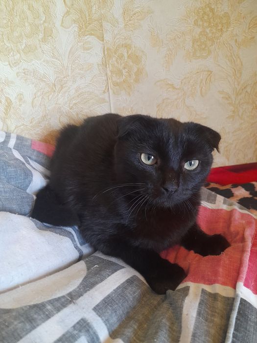 Отдам девочку в хорошие руки!