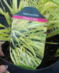 Hakonechloa Stripe  It Rich