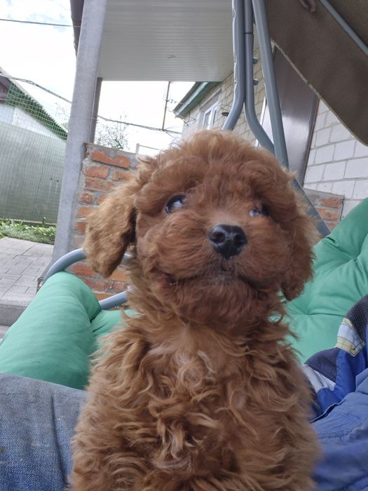 Пудель той з розплідника BEST DOGS OF