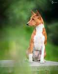Rudo - biały piesek Basenji z hodowli ZKwP / FCI