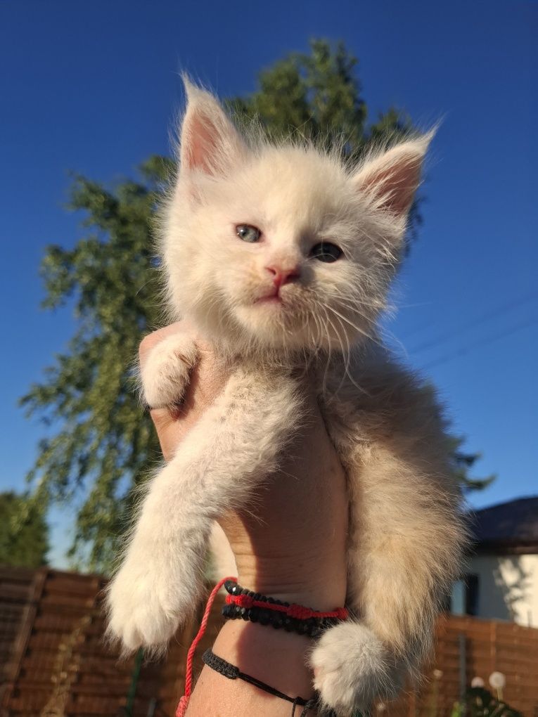 Kocurek Maine Coon