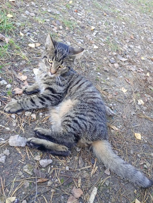 Oddam  wyrzucone kotki