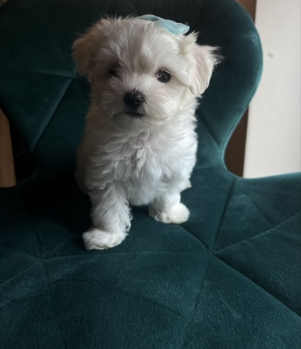 Maleńki piesek Maltańczyk