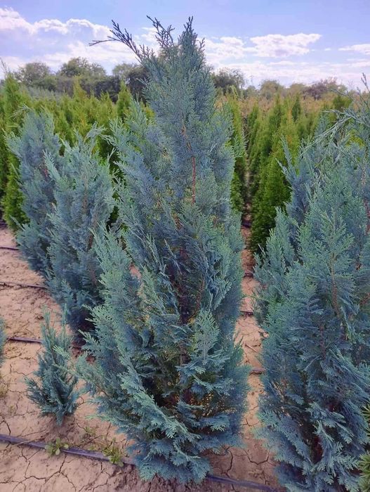 Кипарисовик, ялівець скельний Блю Аров, гортензії, туя смарагд