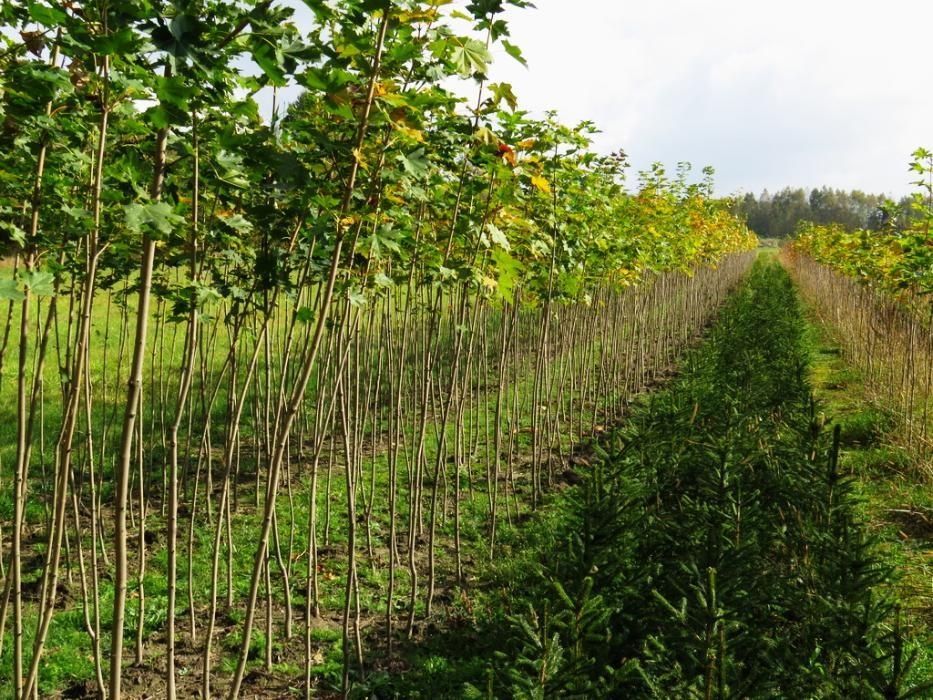 Klon pospolity. Acer platanoides. Duże sadzonki, drzewa 250-450 cm.