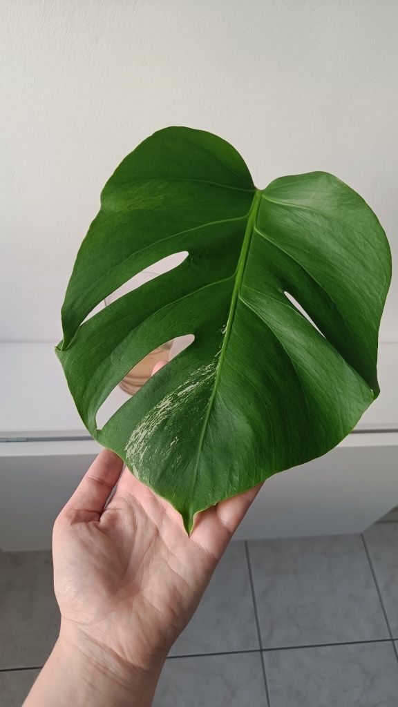 Monstera Variegata