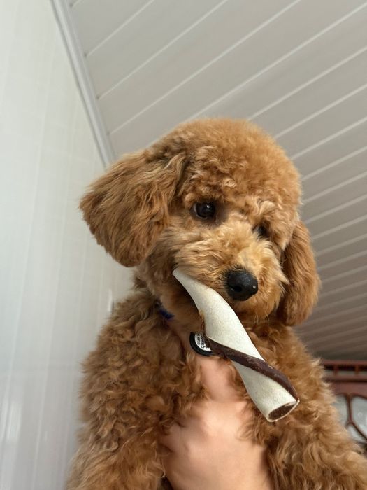 Мальтипу f2 7 місяців