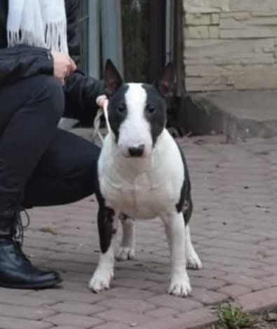 Mini bulterierka – chodząca słodycz szuka domu!
