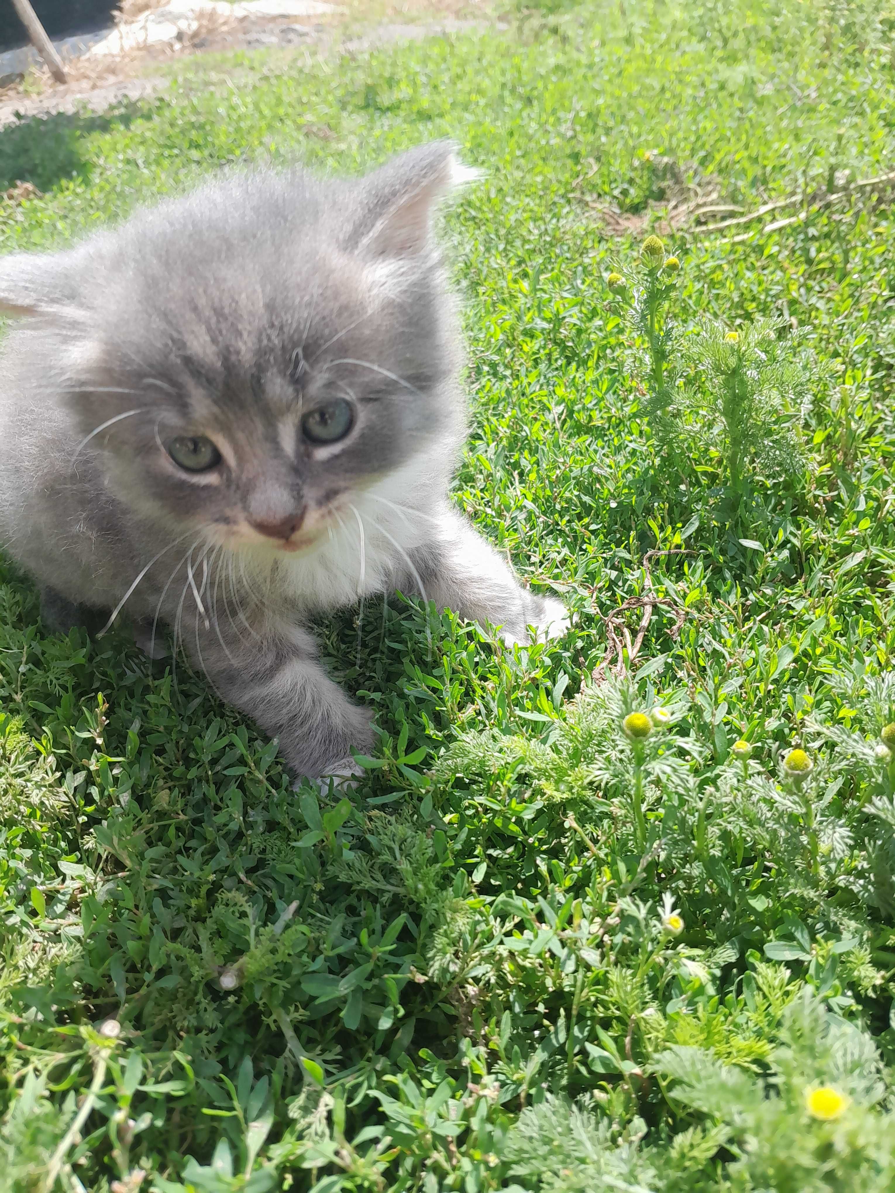 Віддам котика 1.5 місяці