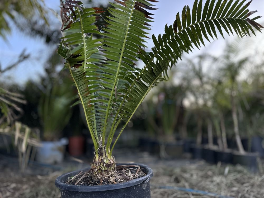 Cyca Dioon spinulosum