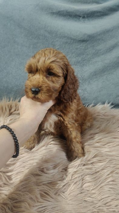 Cockapoo chłopiec z wyprawką