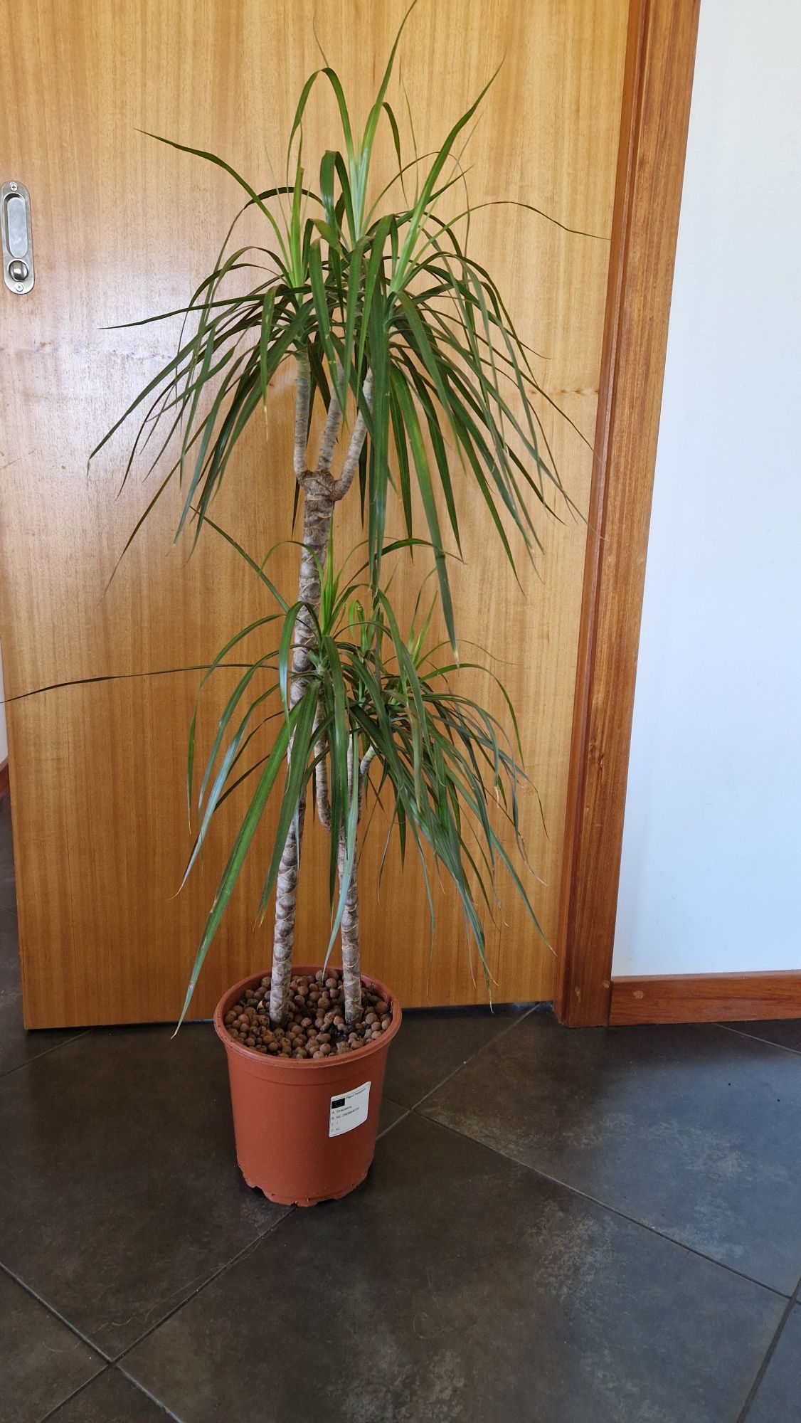 Dracaena Marginata cerca de 110cm 
Com cerca de 110cm