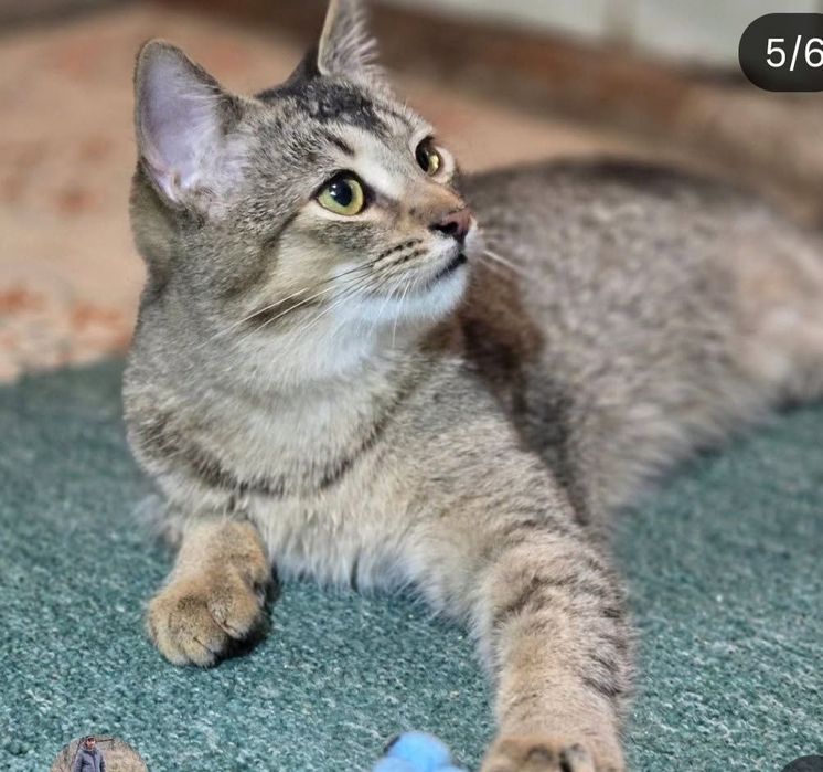 Котёнок в хорошие заботливые руки