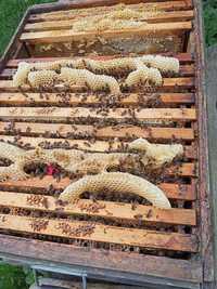 Пчели, Пчелосемьи, пчелопакети