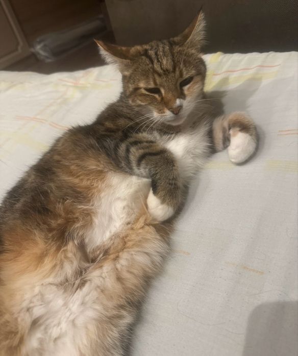 Потерялась кошка!