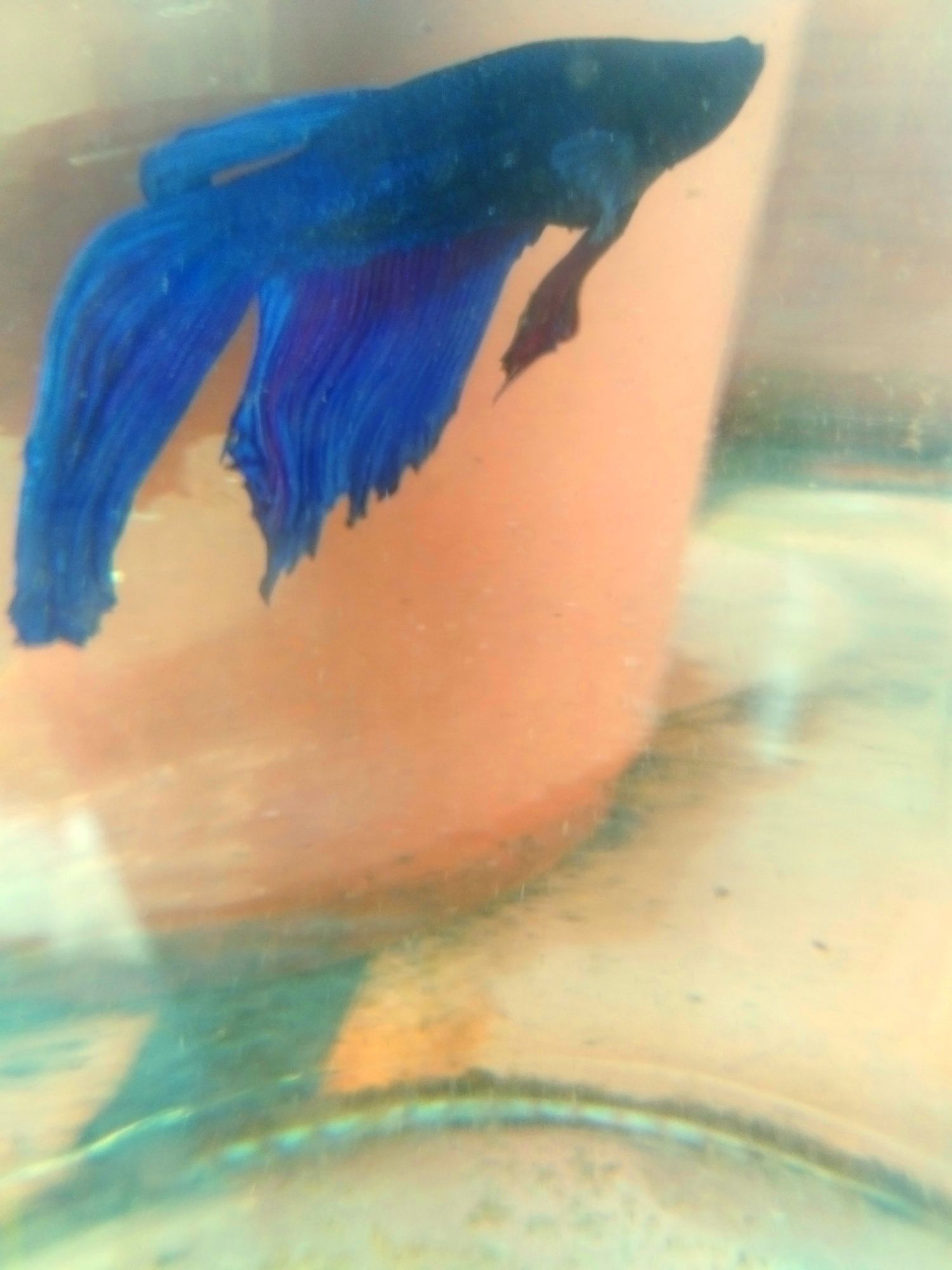 Betta splendens macho