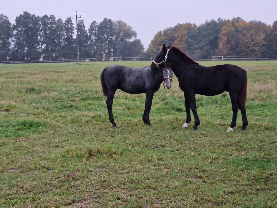 Sprzedam ogier śląski skoki ujeżdżenie zaprzęg