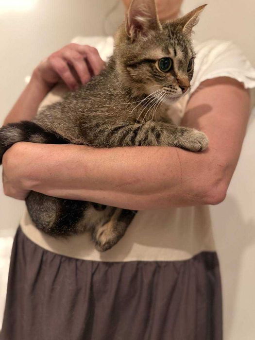 кошеня 8 місяців, лагідний котик,кіт, красивий