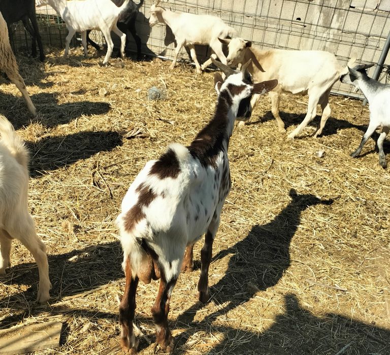 Cabras chibos bodes cabritos