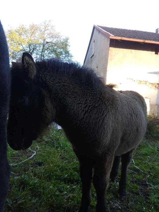 Kucyk ogier młodziutki