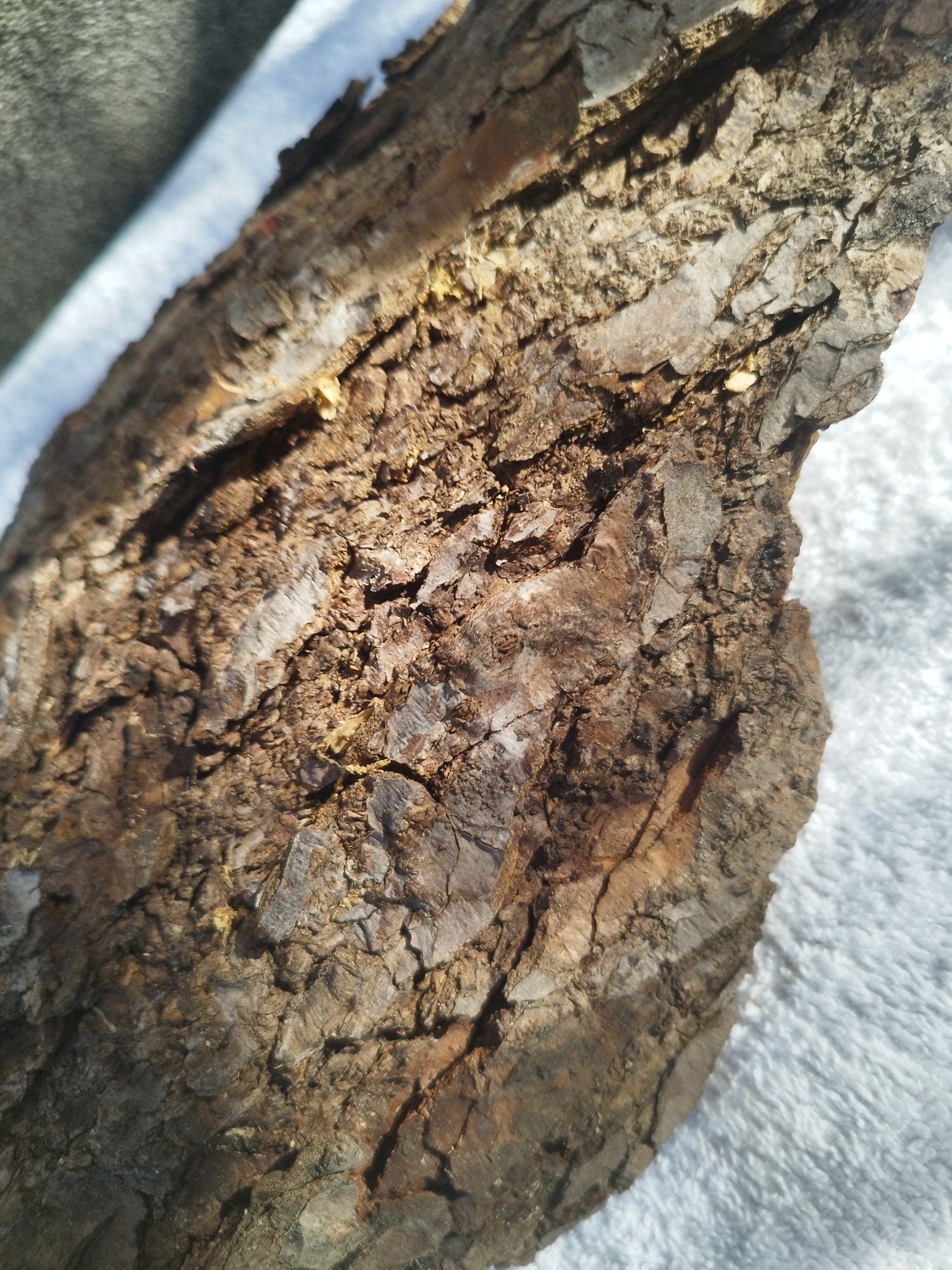 Kora z Dębu. Naturalna. Bardzo duża. Terrarium lub Las w słoiku. Okaz.