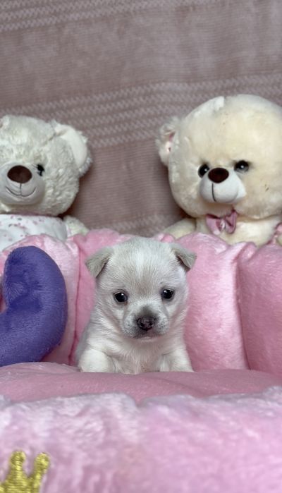 Mini Śliczna Sunia Chihuahua Rodowód