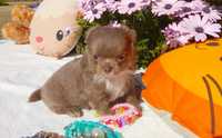 Chihuahua fem lilás c olhos claros lop e afixo