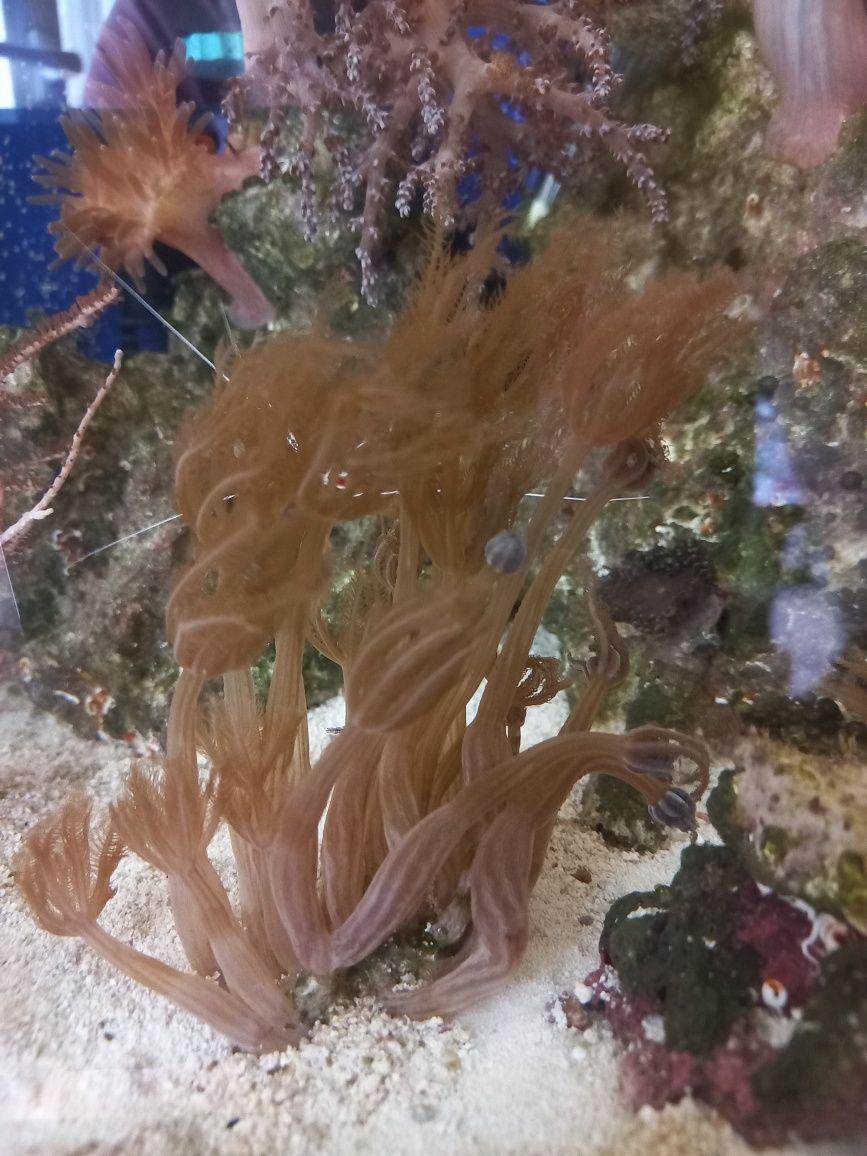 Capnella, Anthelia koralowiec morski