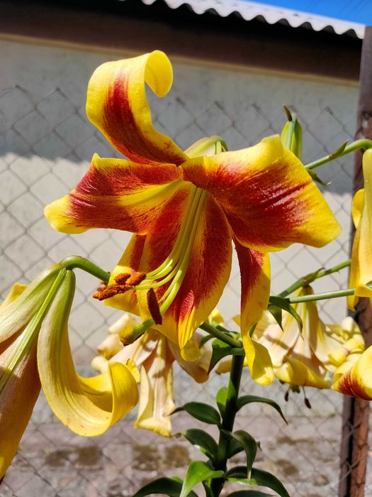 Лилия дерево гигант , садовые ОТ гибриды