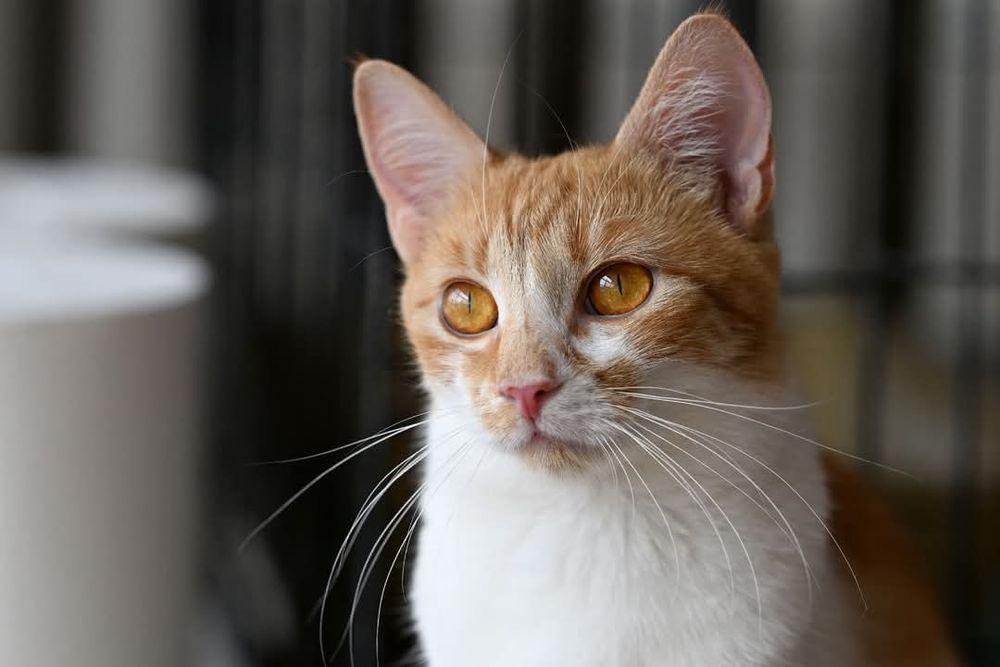 Spokojna bursztynooka kotka Modelka czeka na swój wymarzony dom