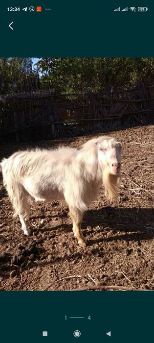 Козенята ламанча 2025 року