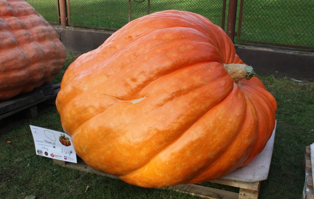 Dynia Olbrzymia Atlantic Giant 343 kg - Nasiona