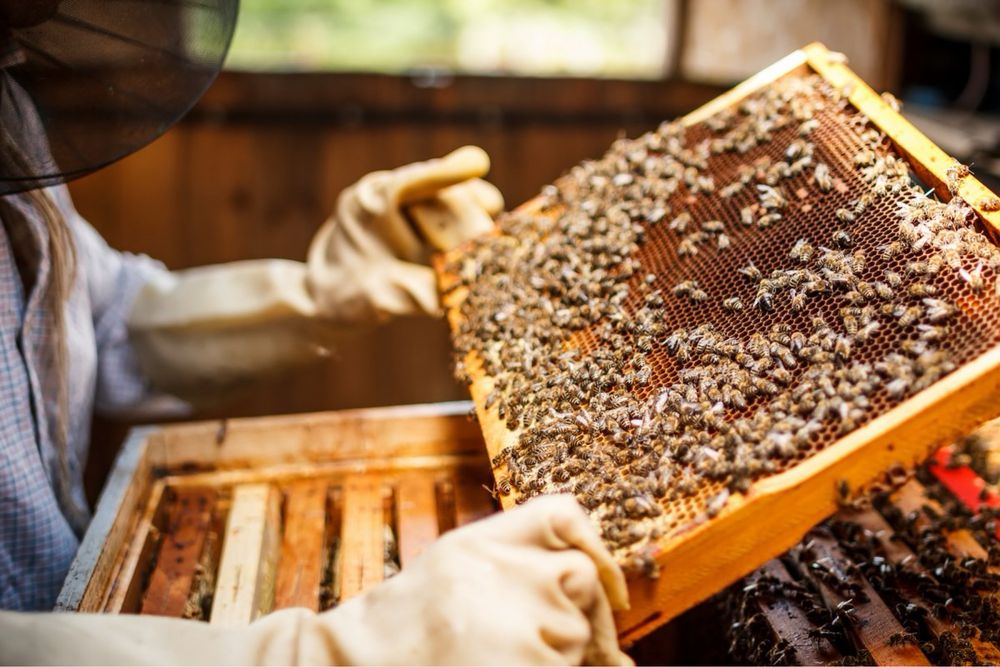 Бджолосімʼі, пасіка, вулики, бджоли
