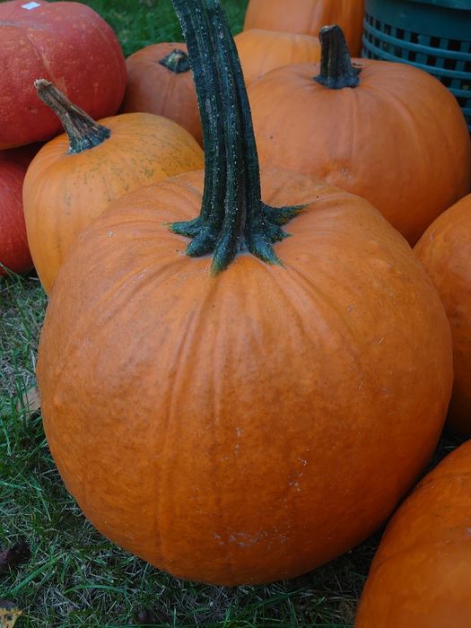 DYNIE pomarańczowe Halloween i inne