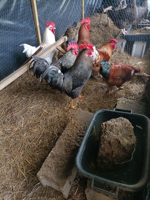 Pavões Diretamente do criador e outros