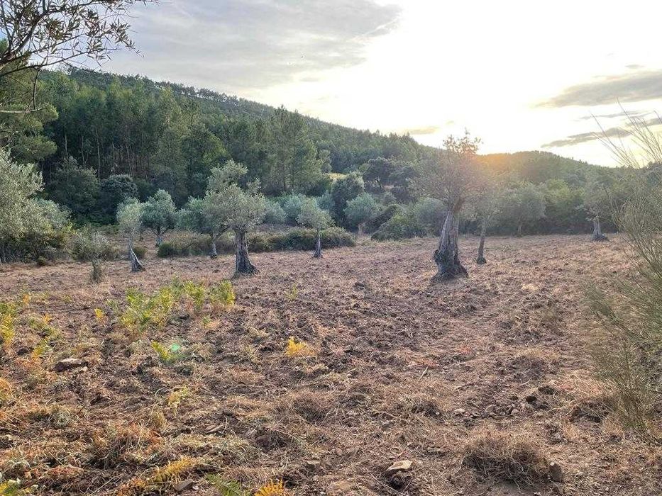 Terreno Rústico | 3.750 m2 | Olival