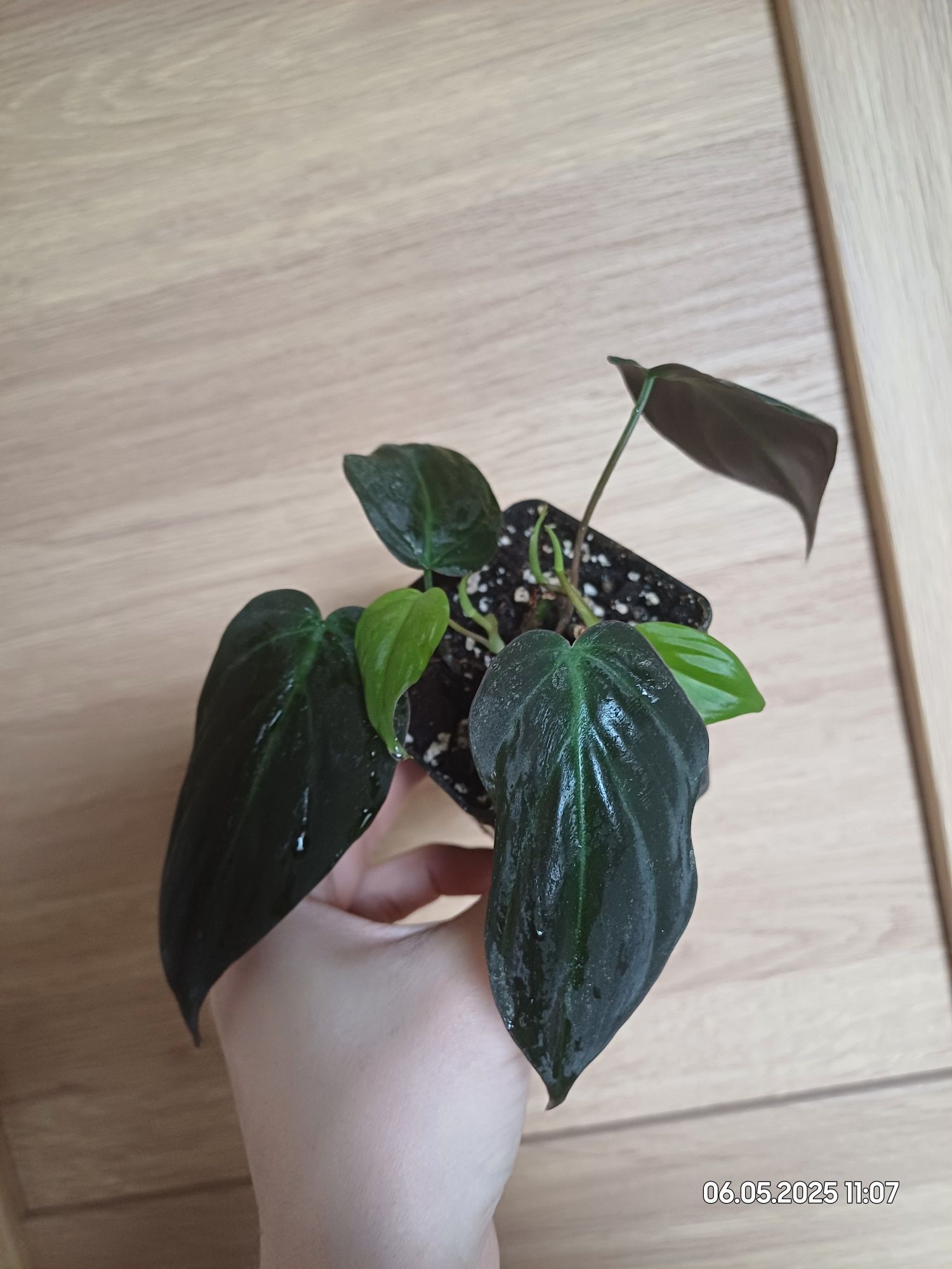 Philodendron scandens micans filodendron