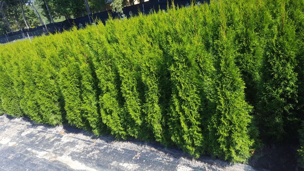 Tuja, thuja, tuje szmaragd kopana z gruntu 150-200cm