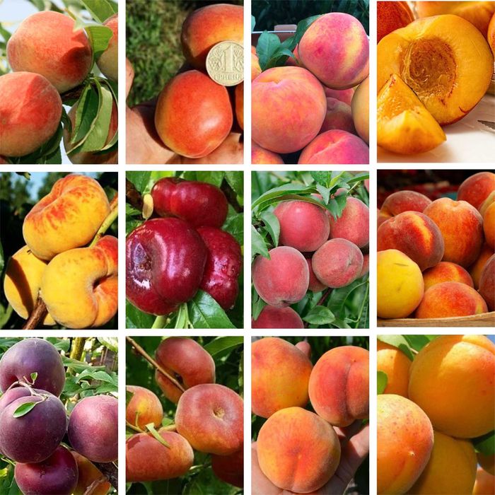 Саженцы плодовых деревьев, роз и кустарников в питомнике Агродиво