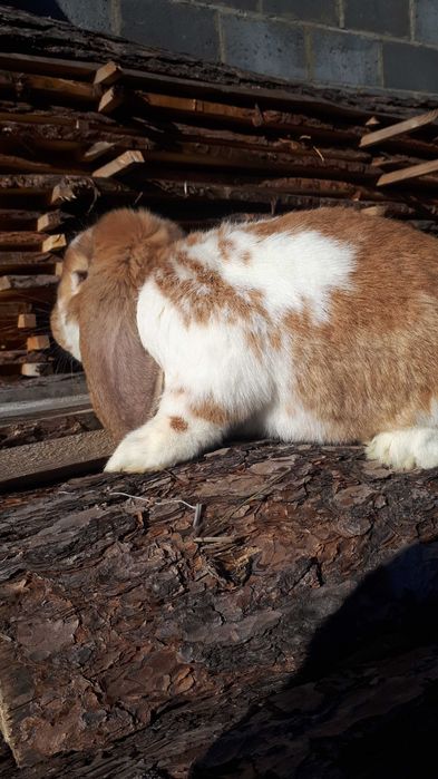 KRÓLIK Samiec BFŻsr.