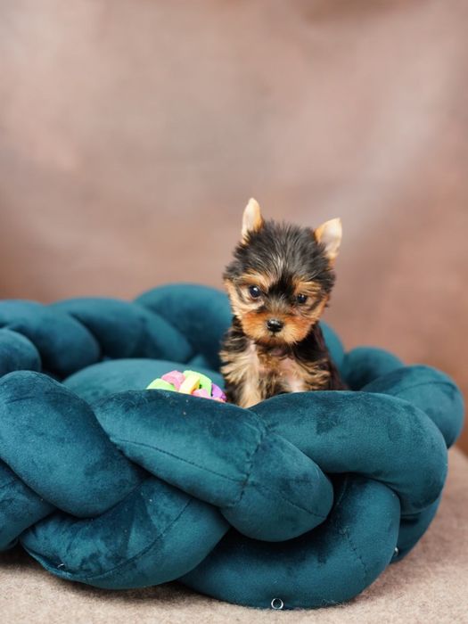 Маленька принцеса шукає замок — Йоркширська дівчинка!