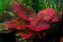 Nymphaea Lotus / Lotus Red Tiger para aquário ou lago