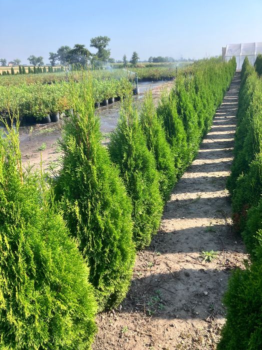 Żywotnik zachodni ‘Smaragd’ – piękne sadzonki na żywopłot