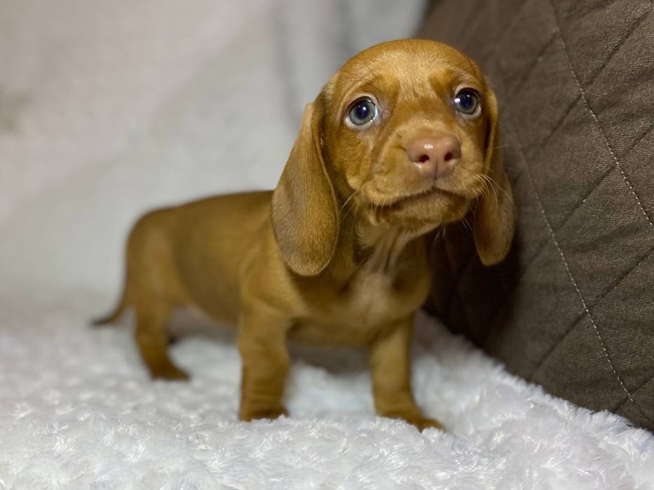 Зеленоокі цуцкнята чистокровної такси