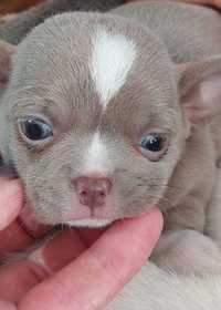 Chihuahua mini.  Menina Lilac . Perfeito